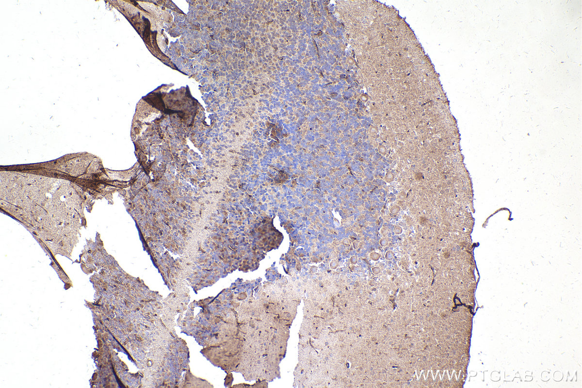 IHC staining of rat cerebellum using 20714-1-AP