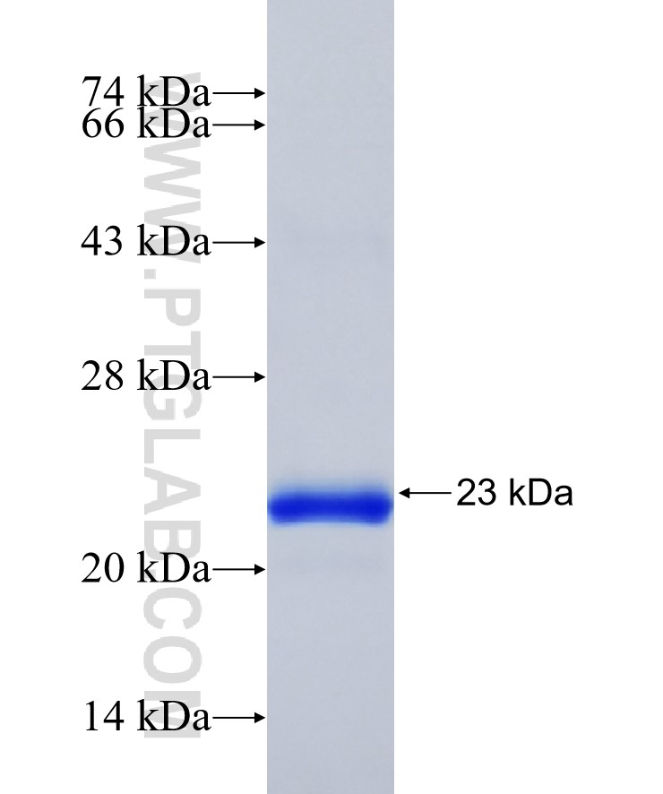 PRKDC fusion protein Ag29173 SDS-PAGE