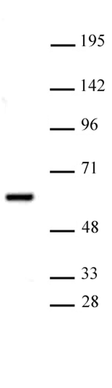 PRMT2 antibody (pAb) tested by Western blot. Nuclear extract of U373 MG cells (20 ug) probed with PRMT2 antibody (pAb) at a dilution of 1:1,000.