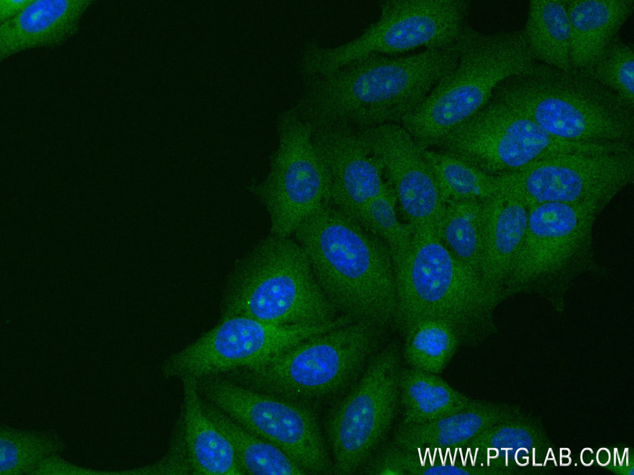 IF Staining of HepG2 using 83969-6-RR (same clone as 83969-6-PBS)