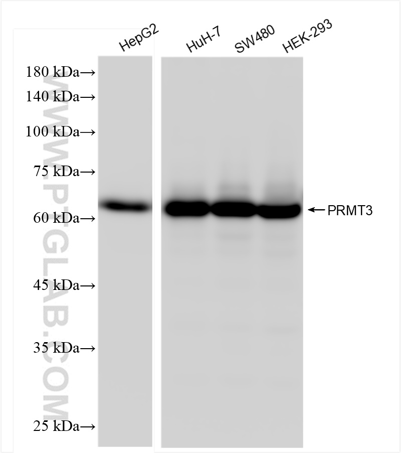 WB analysis using 83969-6-RR (same clone as 83969-6-PBS)