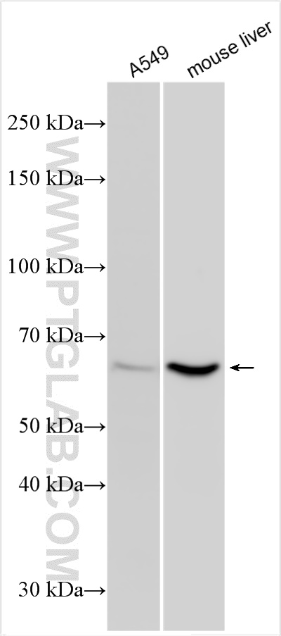 WB analysis using 22980-1-AP