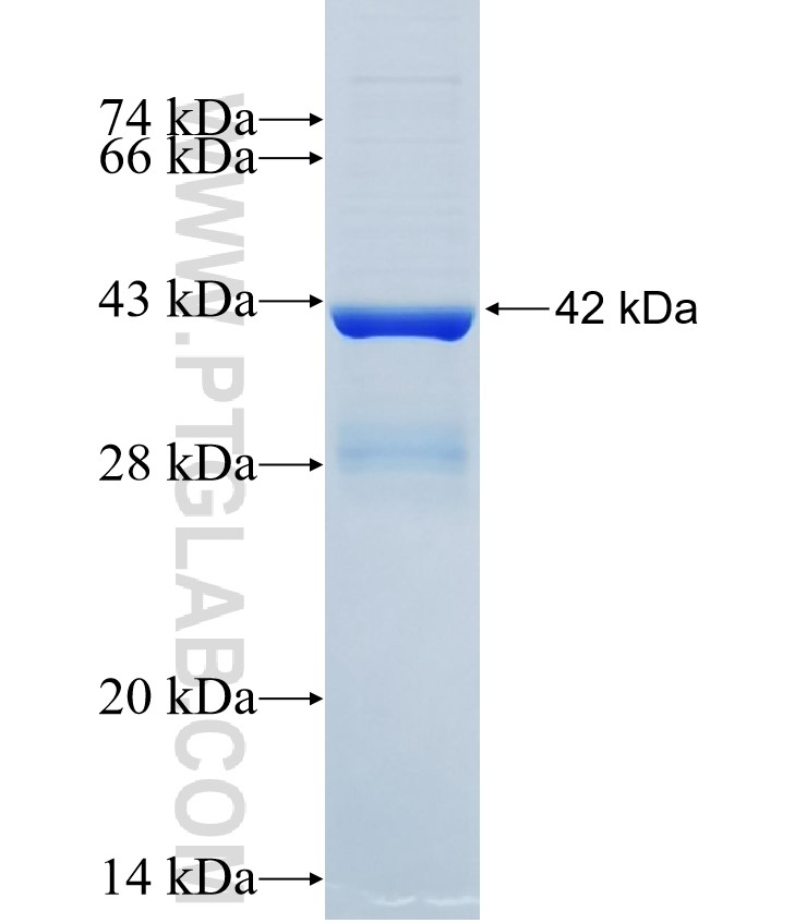 PRODH2 fusion protein Ag33970 SDS-PAGE