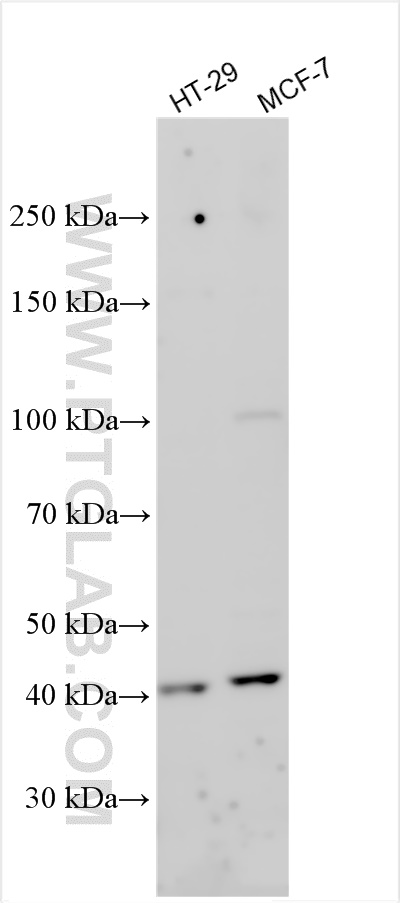 WB analysis using 20727-1-AP