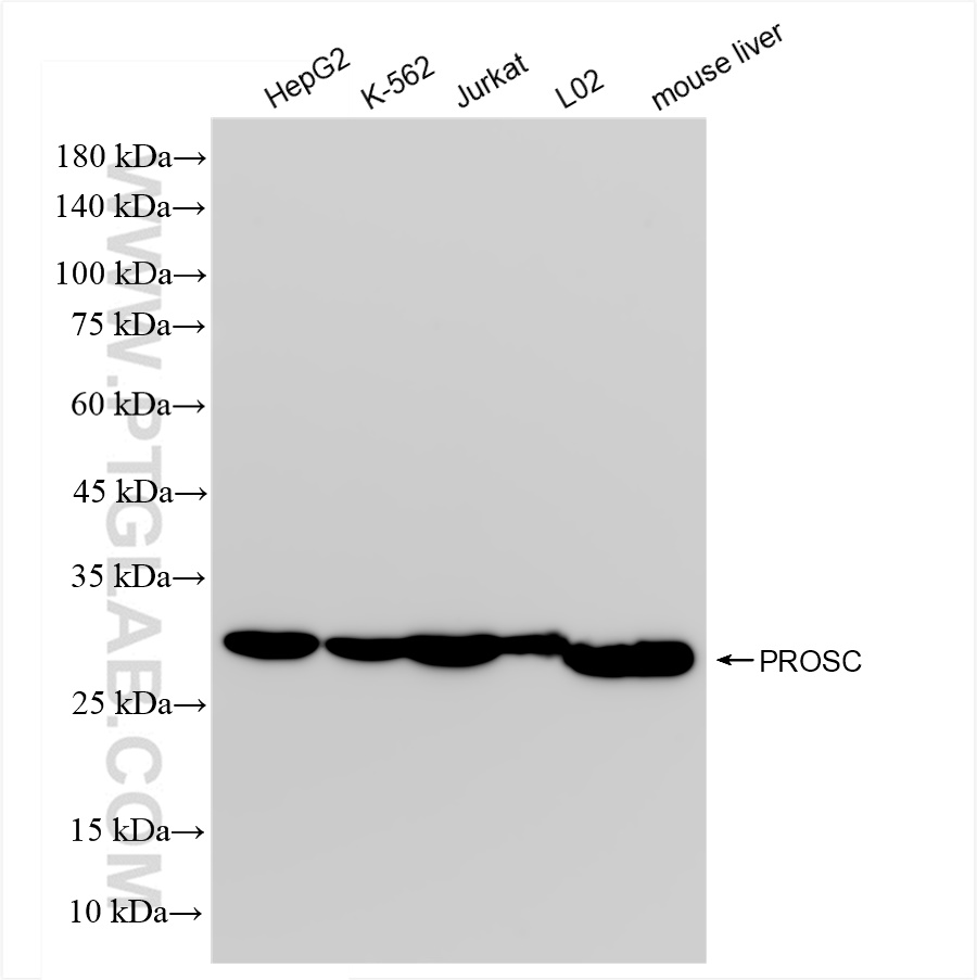 WB analysis using 83831-5-RR