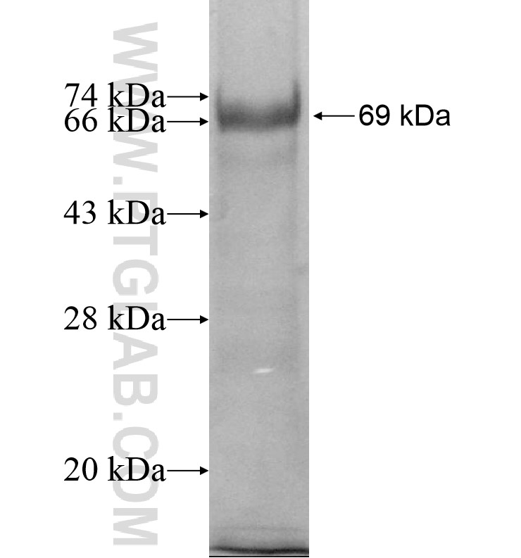 PROZ fusion protein Ag13019 SDS-PAGE