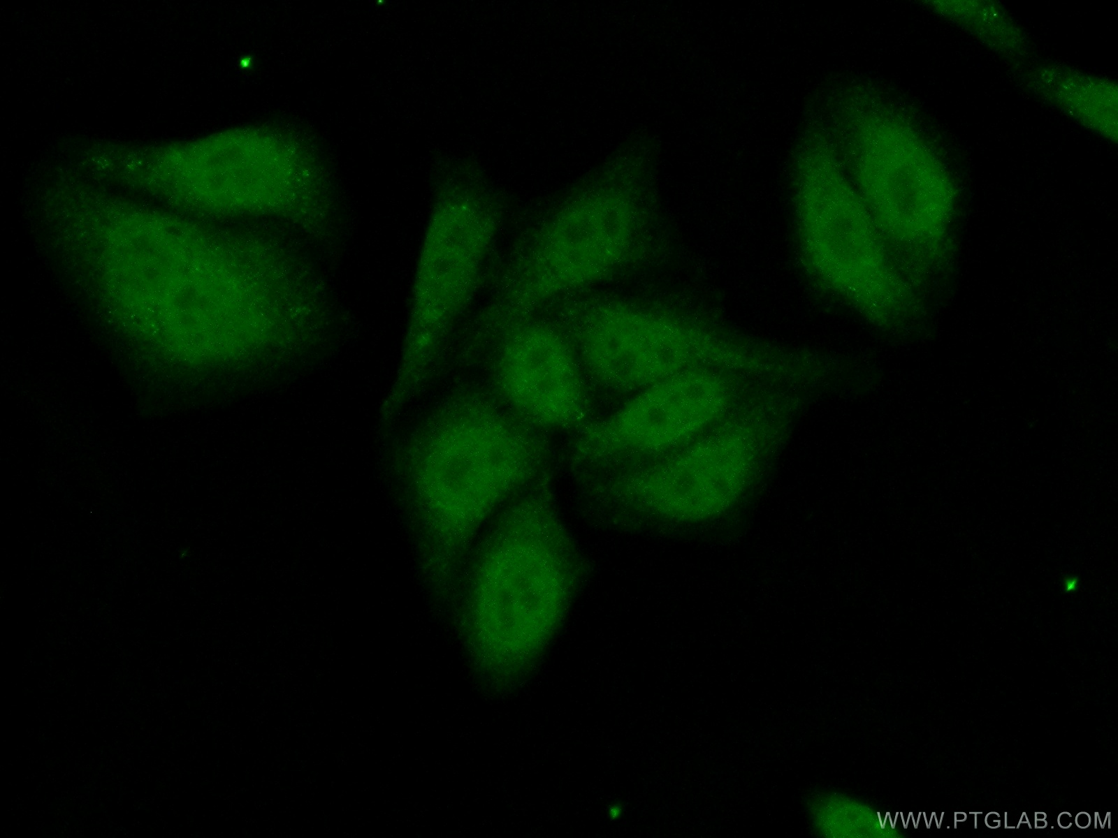 IF Staining of HepG2 using 24946-1-AP