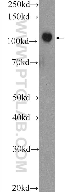 WB analysis of HEK-293 using 23929-1-AP