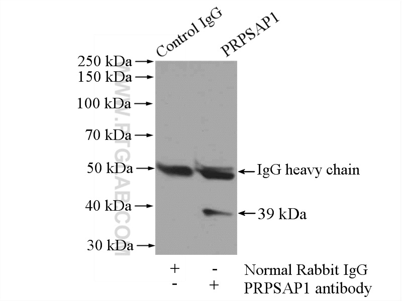 IP experiment of mouse testis using 16790-1-AP