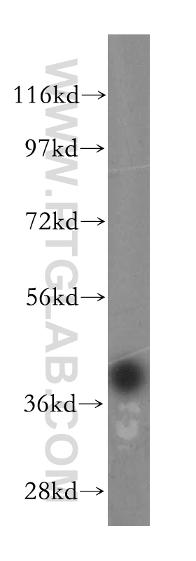 WB analysis of human testis using 16790-1-AP