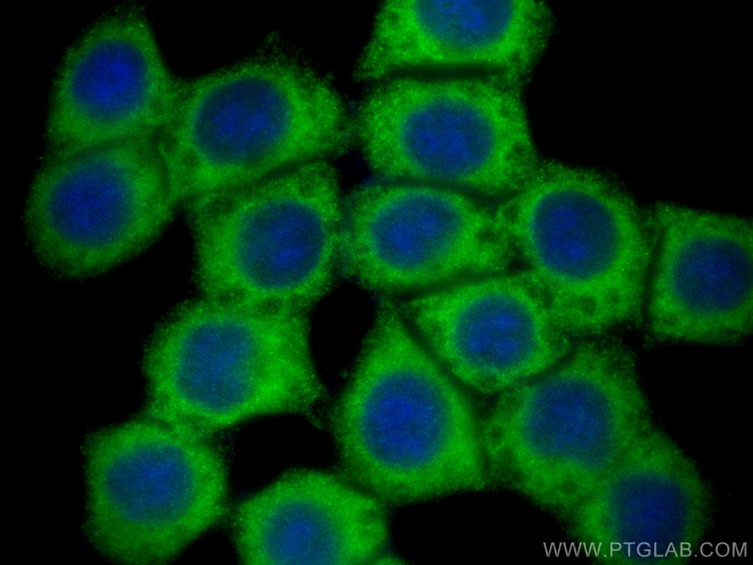 IF Staining of BxPC-3 using CL488-17814