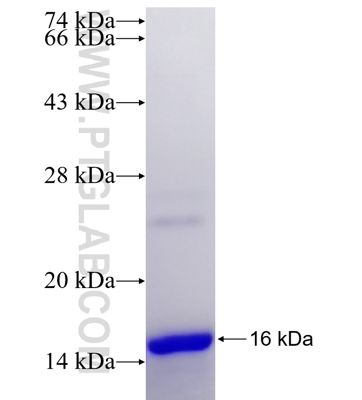 PRR16 fusion protein Ag21662 SDS-PAGE