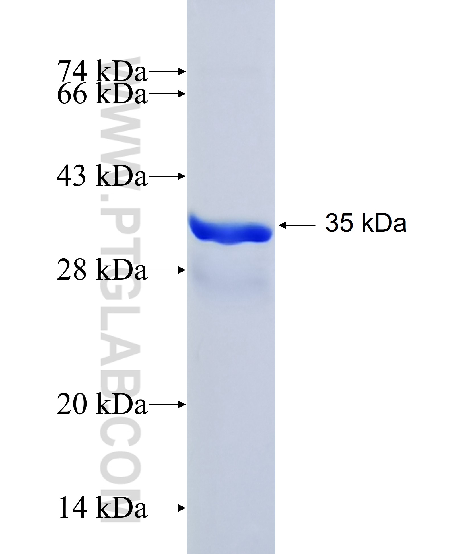 PRRG4 fusion protein Ag24712 SDS-PAGE