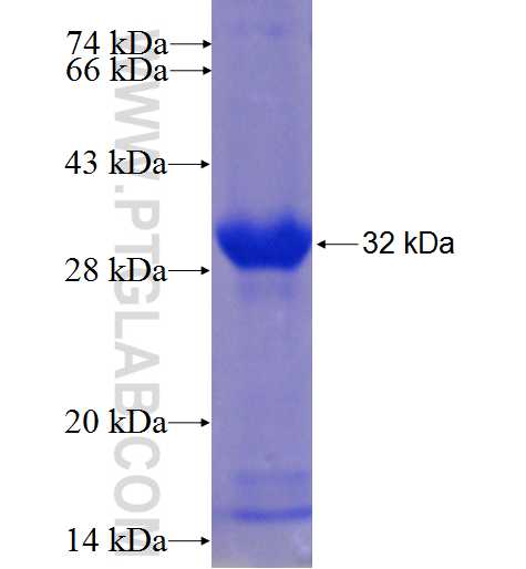 PRTFDC1 fusion protein Ag24596 SDS-PAGE