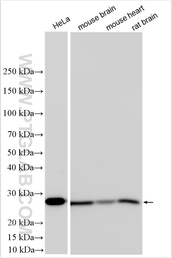 WB analysis using 10664-1-AP