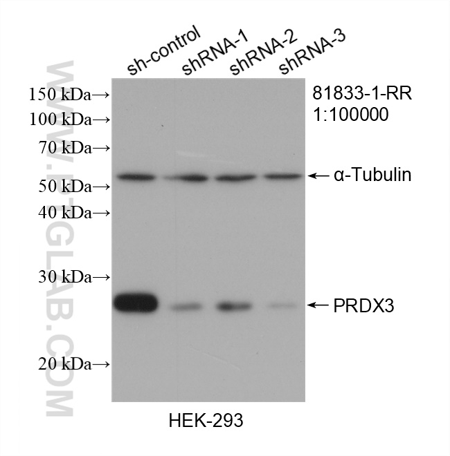 WB analysis of HEK-293 using 81833-1-RR (same clone as 81833-1-PBS)