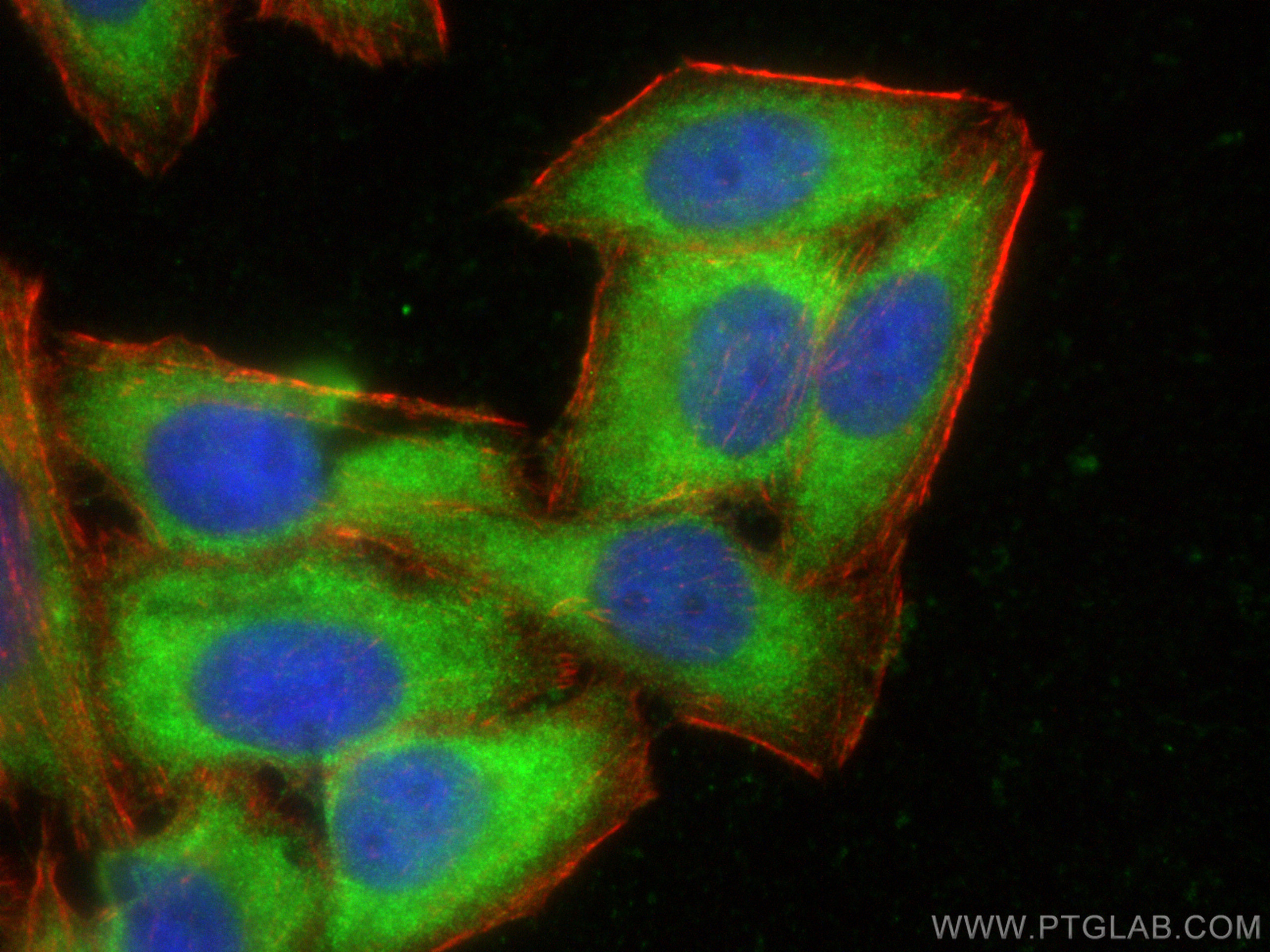 IF Staining of HepG2 using 81479-1-RR (same clone as 81479-1-PBS)