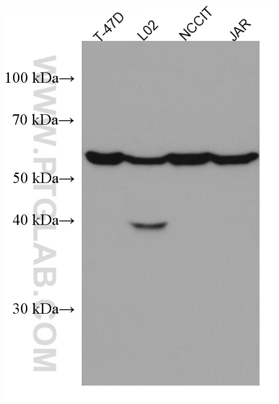 WB analysis of T-47D using 67269-1-Ig (same clone as 67269-1-PBS)