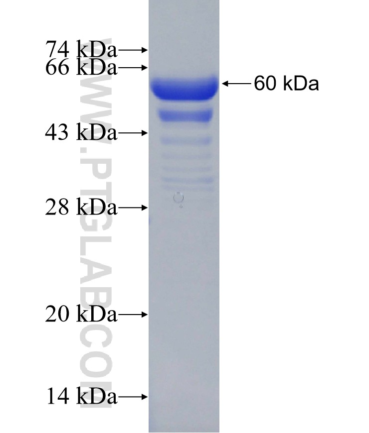 PSIP1 fusion protein Ag30640 SDS-PAGE