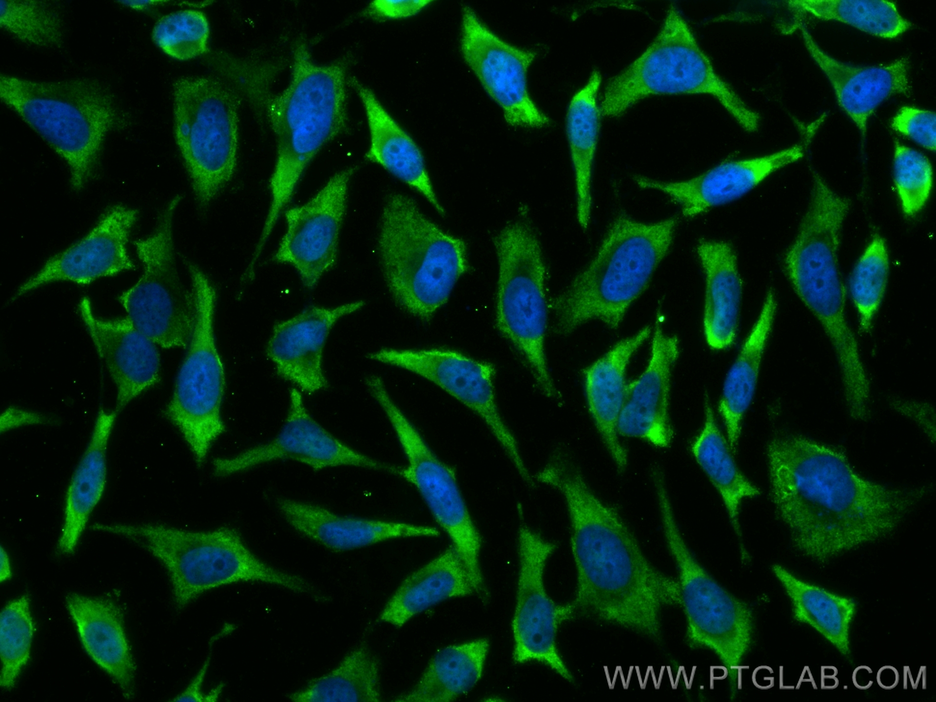 IF Staining of HeLa using CL488-68203