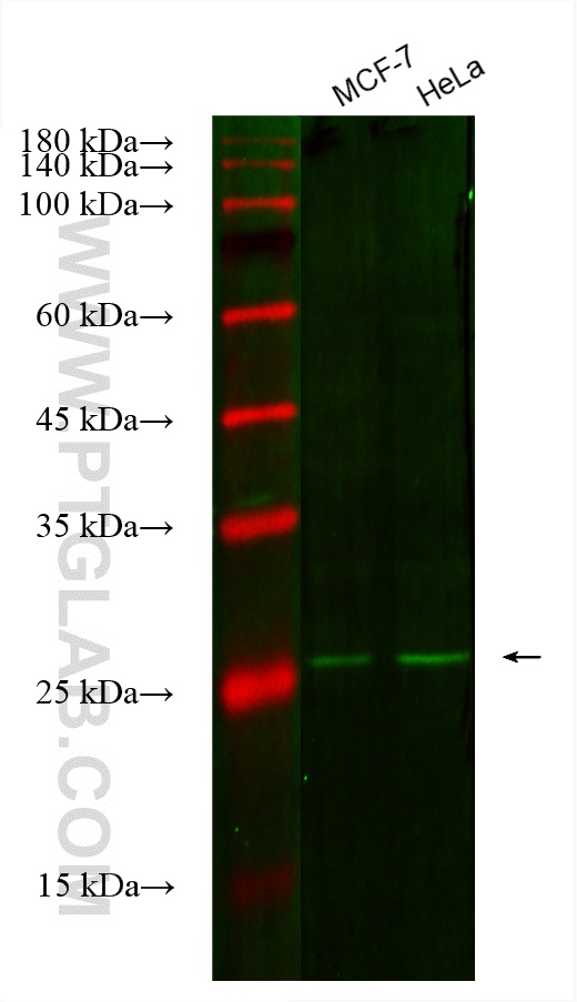 PSMA7