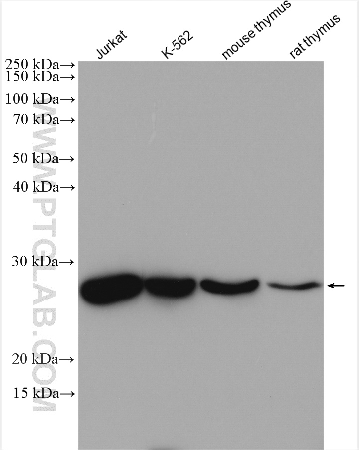 WB analysis using 14022-1-AP