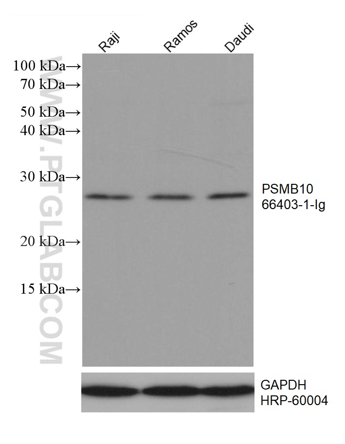 WB analysis using 66403-1-Ig (same clone as 66403-1-PBS)