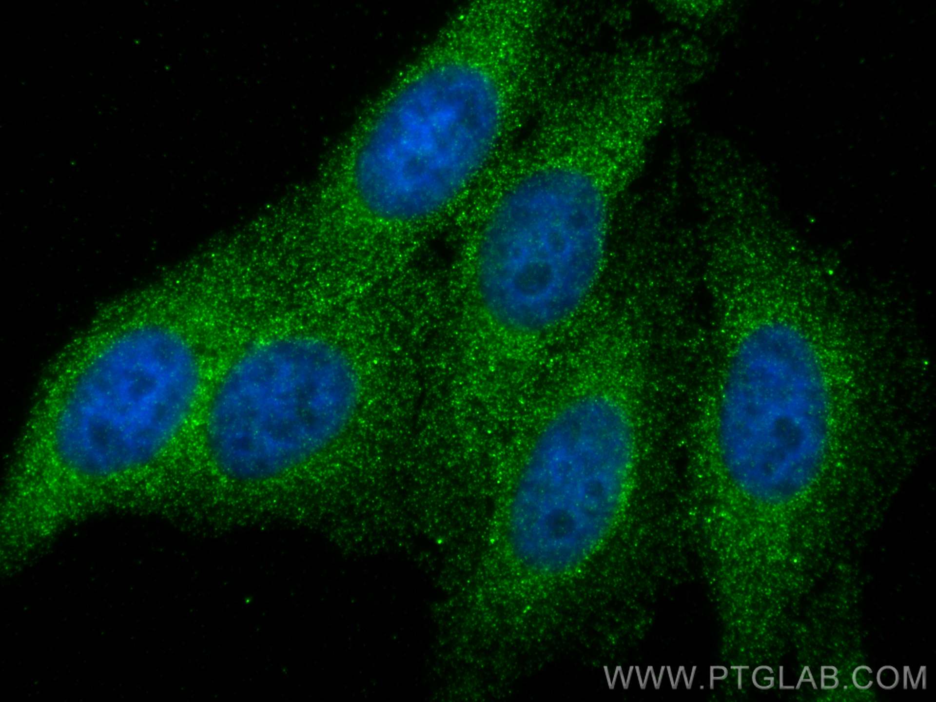 IF Staining of HepG2 using 68180-1-Ig