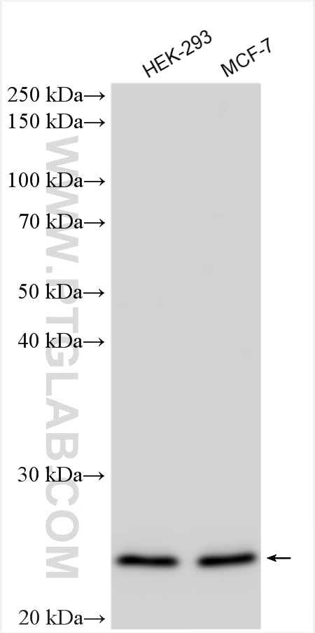 WB analysis using 11029-1-AP