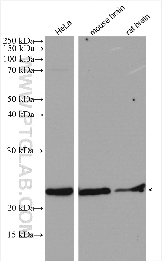 WB analysis using 11684-2-AP