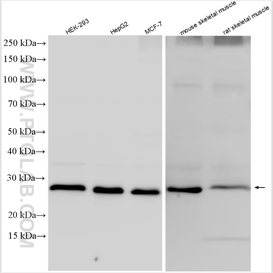 WB analysis using 30283-1-AP