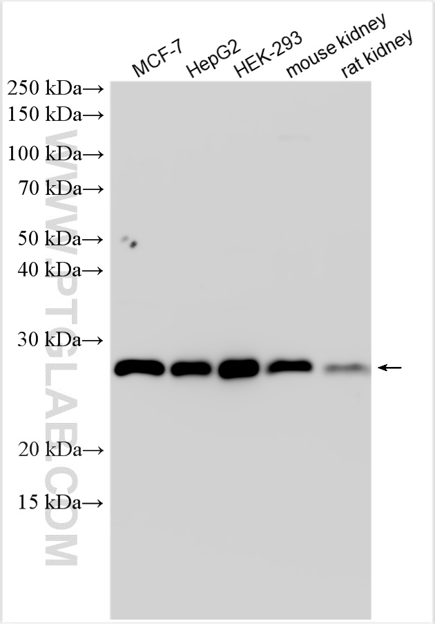 WB analysis using 30283-1-AP