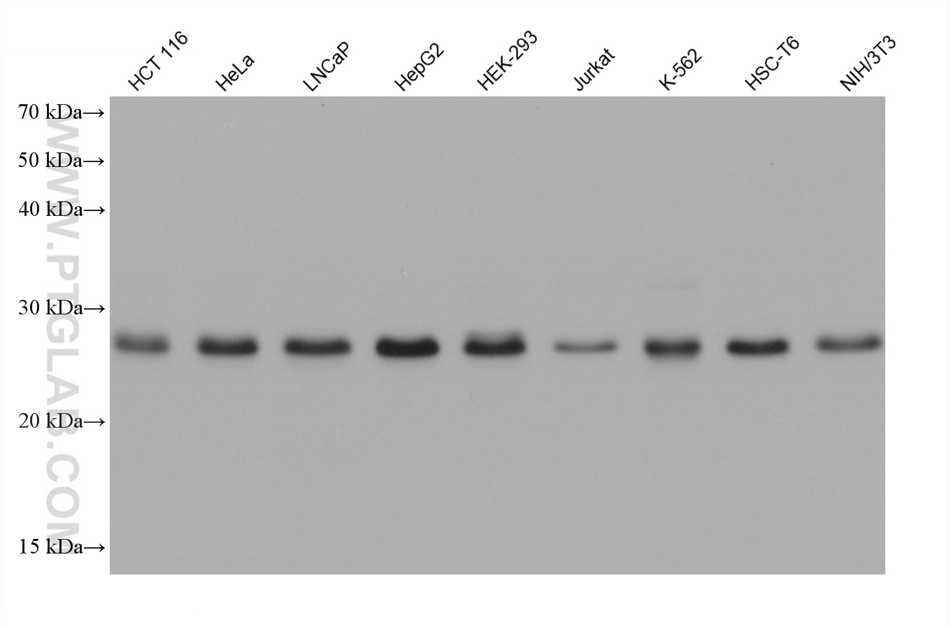 WB analysis using 68641-1-Ig (same clone as 68641-1-PBS)