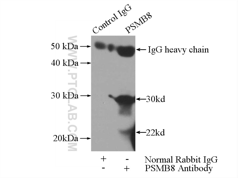 IP experiment of Raji using 14859-1-AP