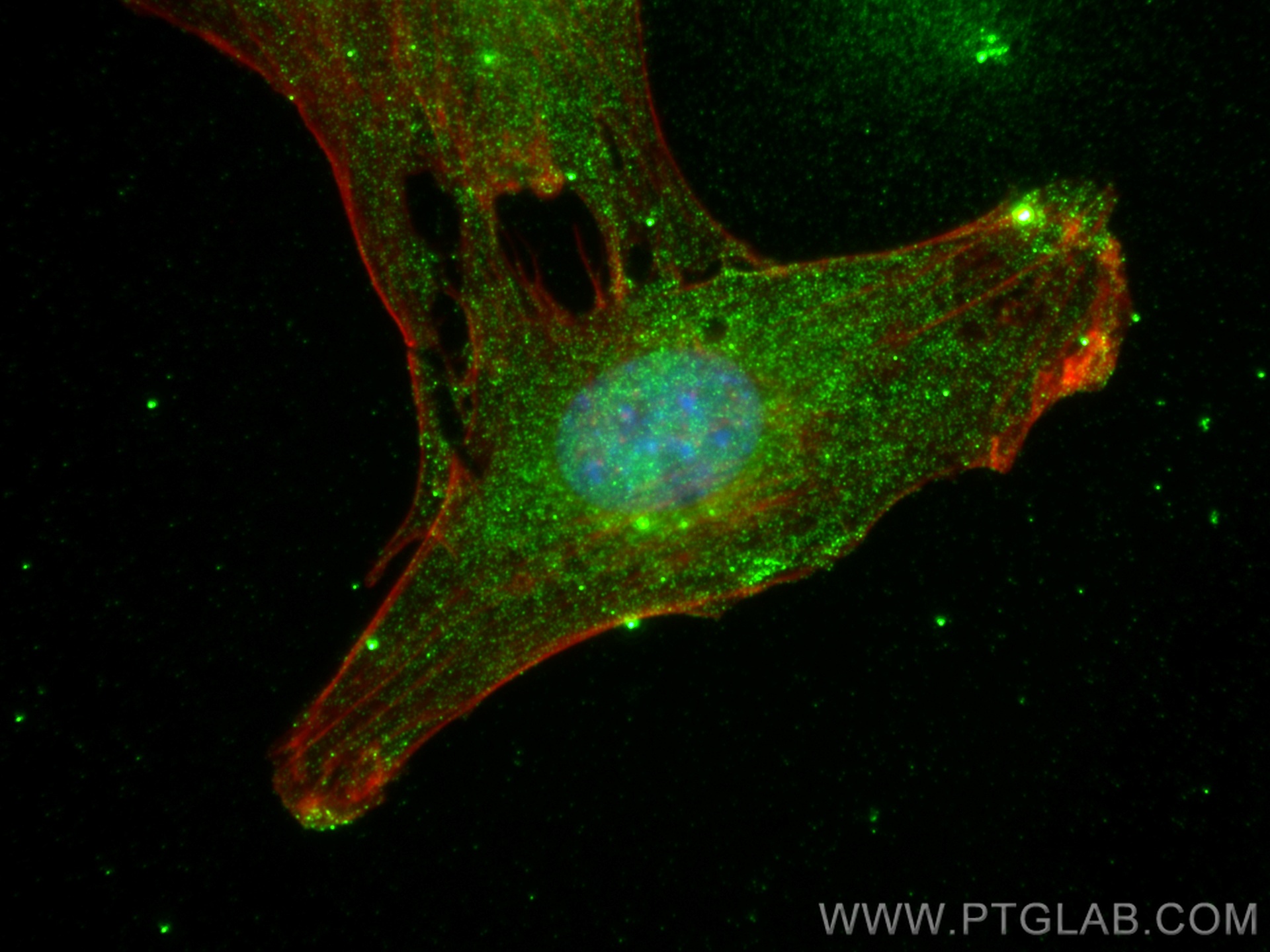 IF Staining of C2C12 using CL594-66759