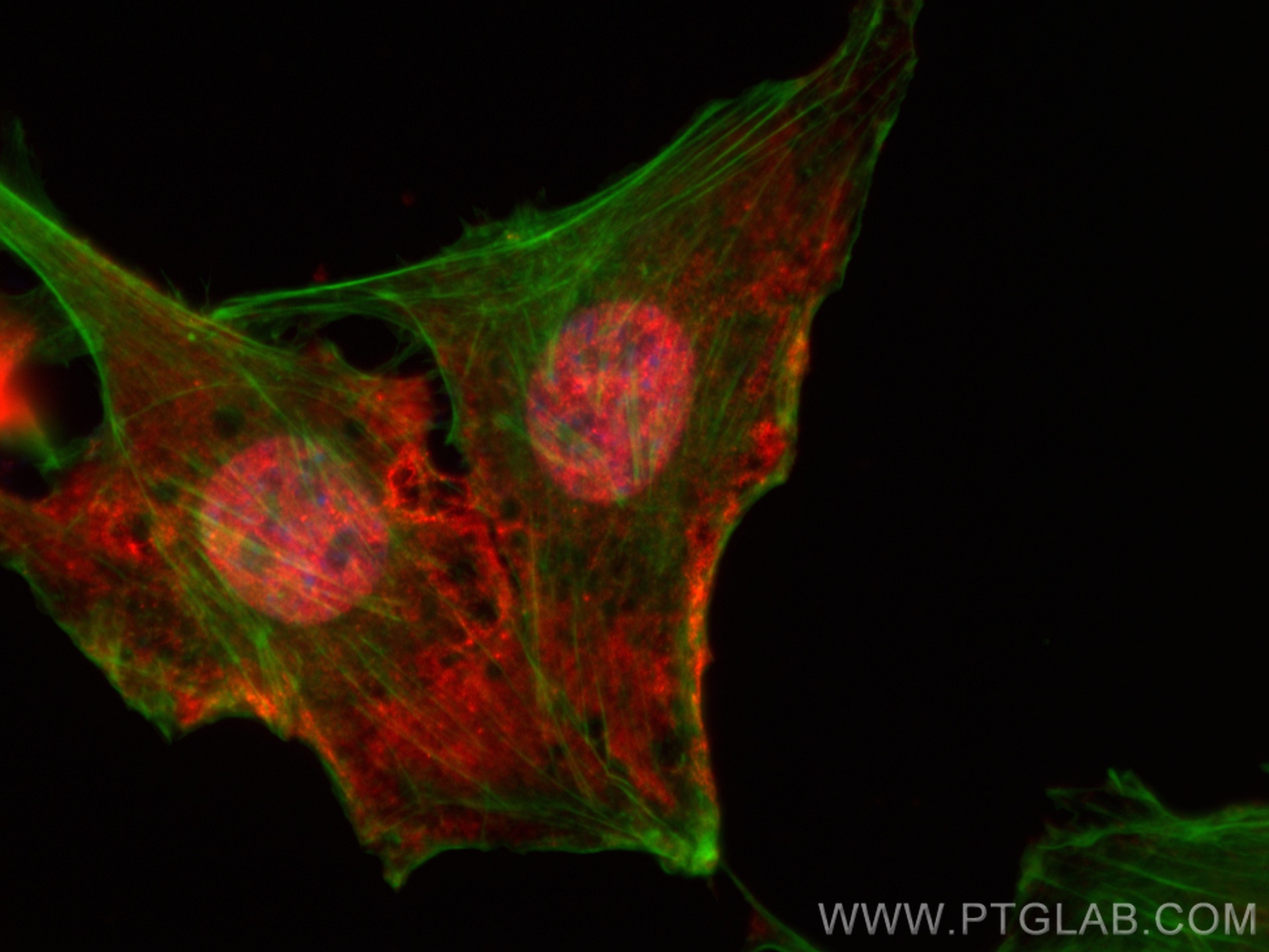 IF Staining of C2C12 using CL594-66759