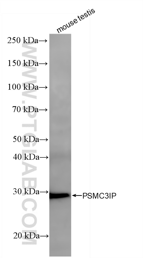 WB analysis of mouse testis using 84934-1-RR (same clone as 84934-1-PBS)