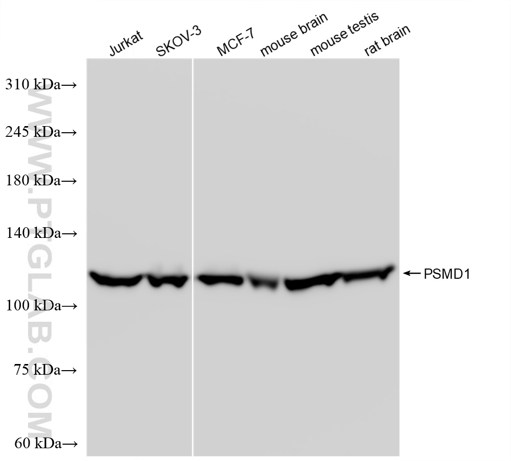 WB analysis using 83521-2-RR (same clone as 83521-2-PBS)