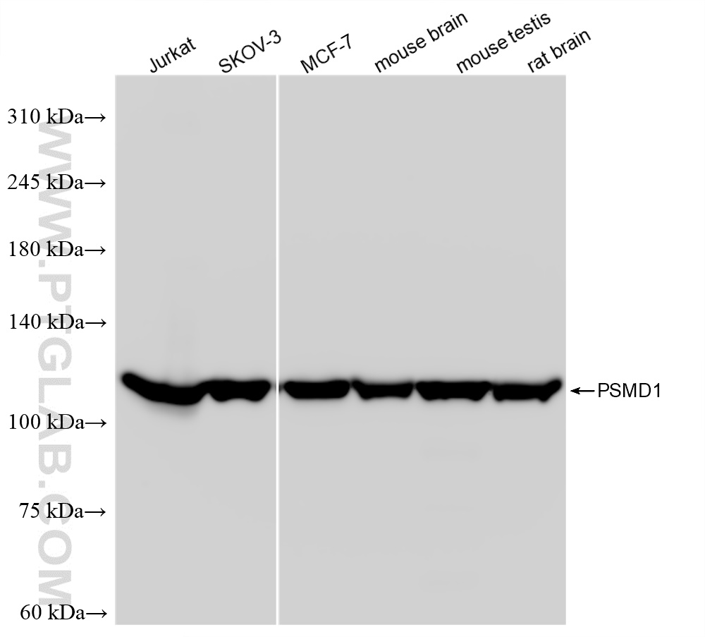 WB analysis using 83521-4-RR