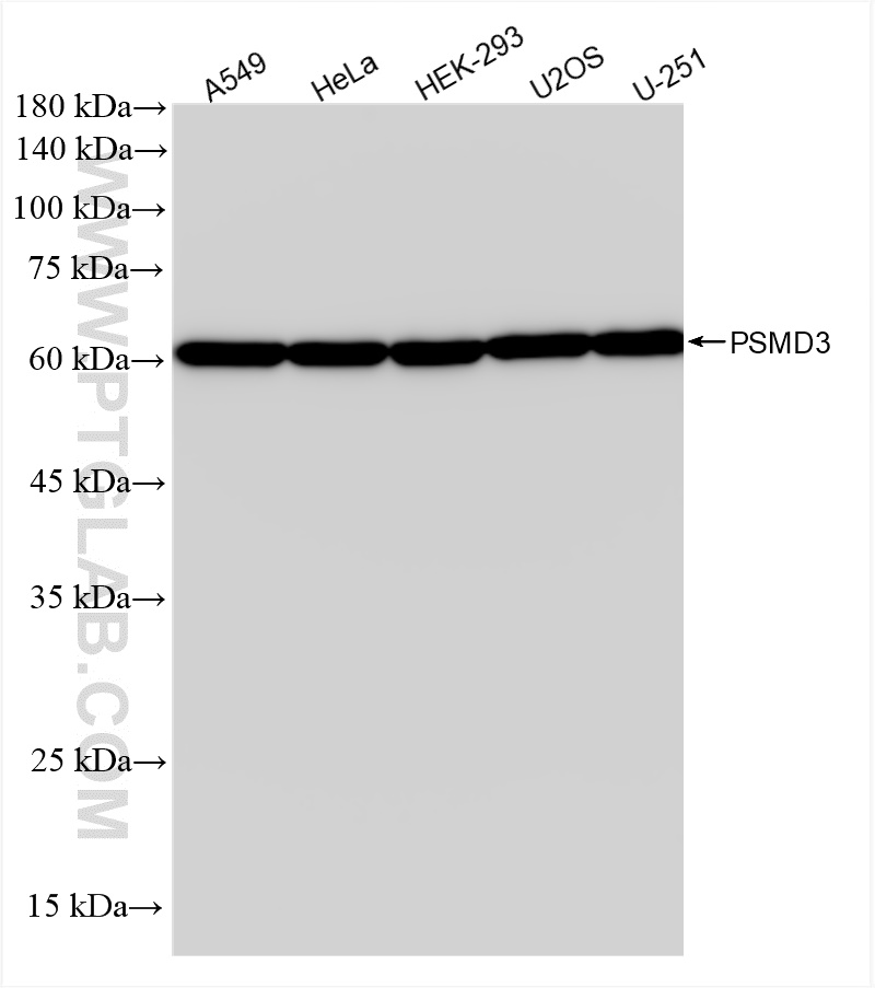 WB analysis using 84928-2-RR