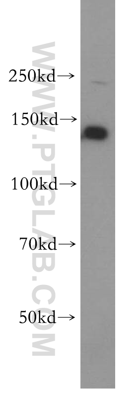 WB analysis of HEK-293 using 18799-1-AP