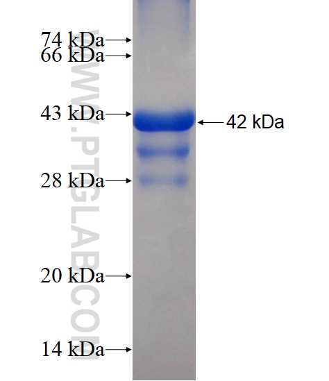 PSMF1 fusion protein Ag4011 SDS-PAGE