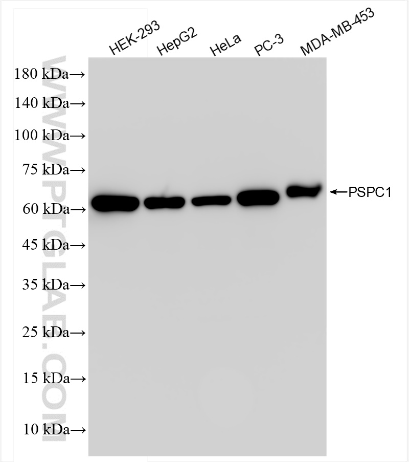 PSPC1