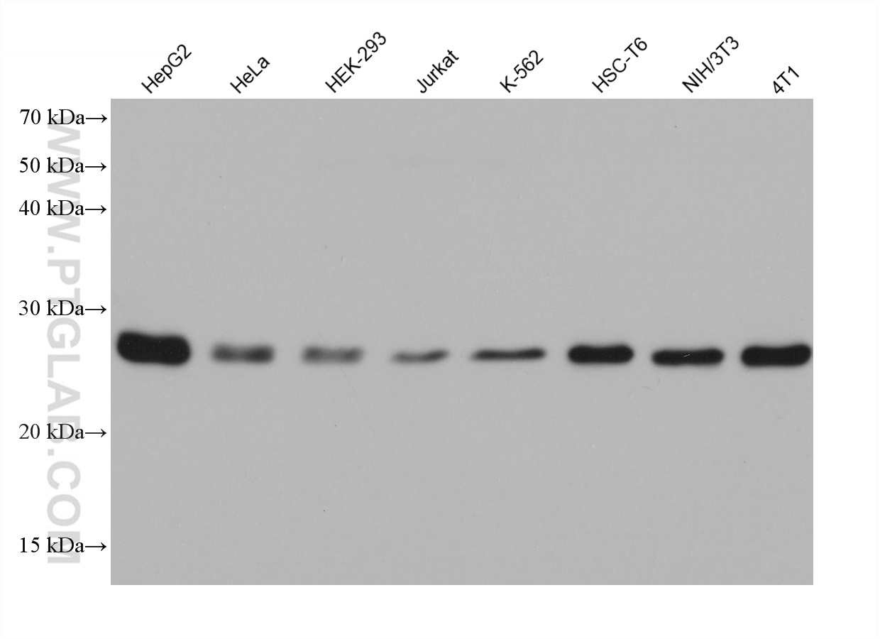 WB analysis using 68500-1-Ig (same clone as 68500-1-PBS)