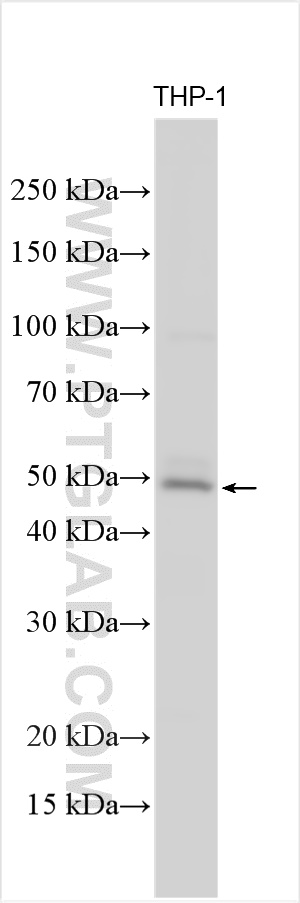 WB analysis using 11951-1-AP