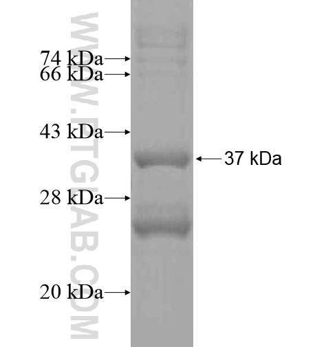 PTAFR fusion protein Ag15128 SDS-PAGE