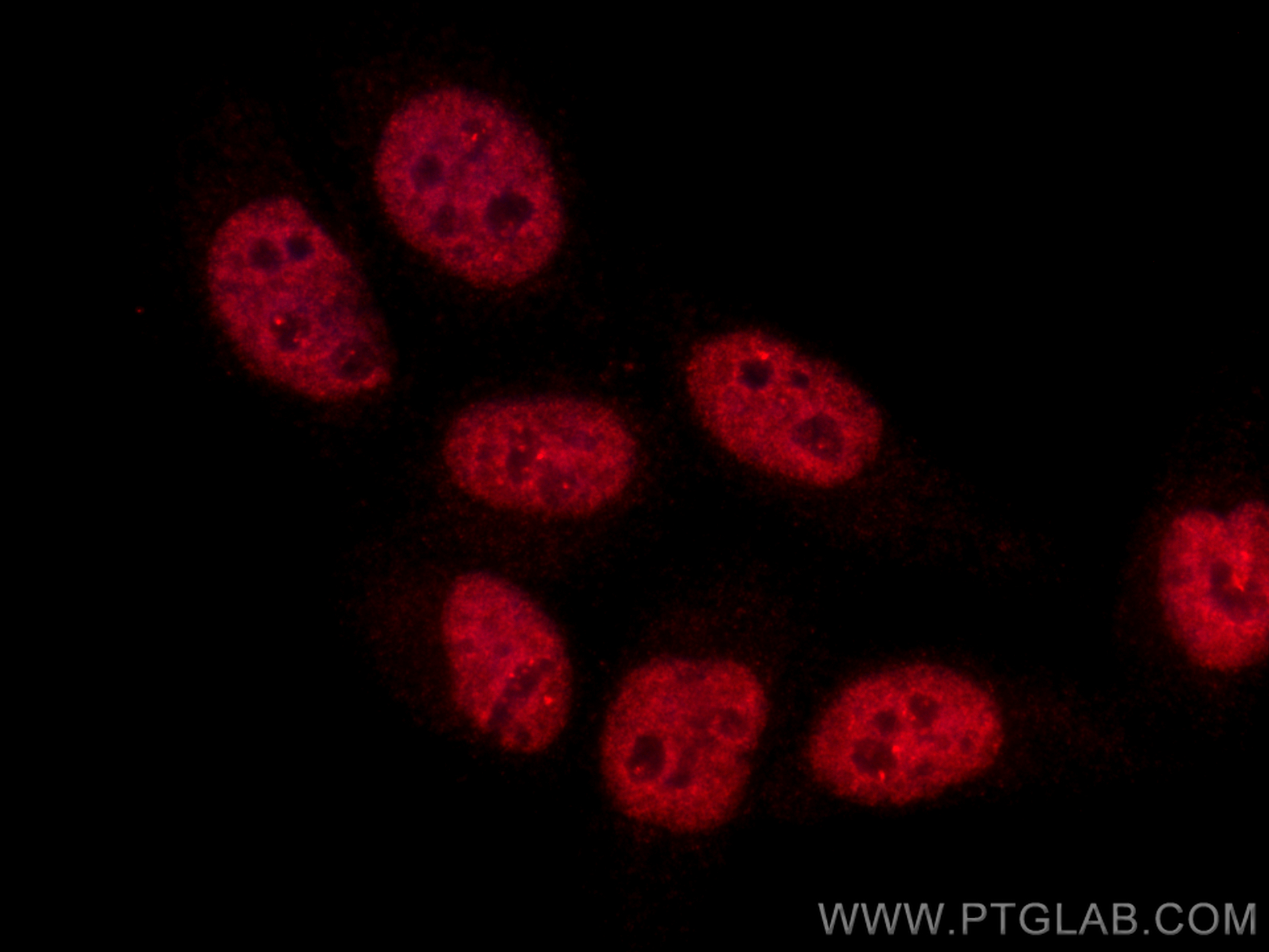 IF Staining of HepG2 using CL594-67462