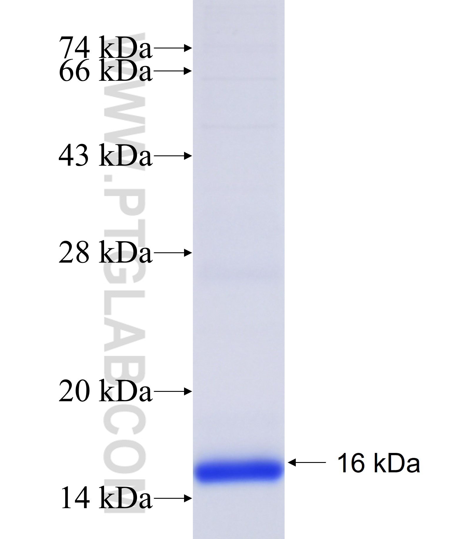 PTGER1 fusion protein Ag34434 SDS-PAGE