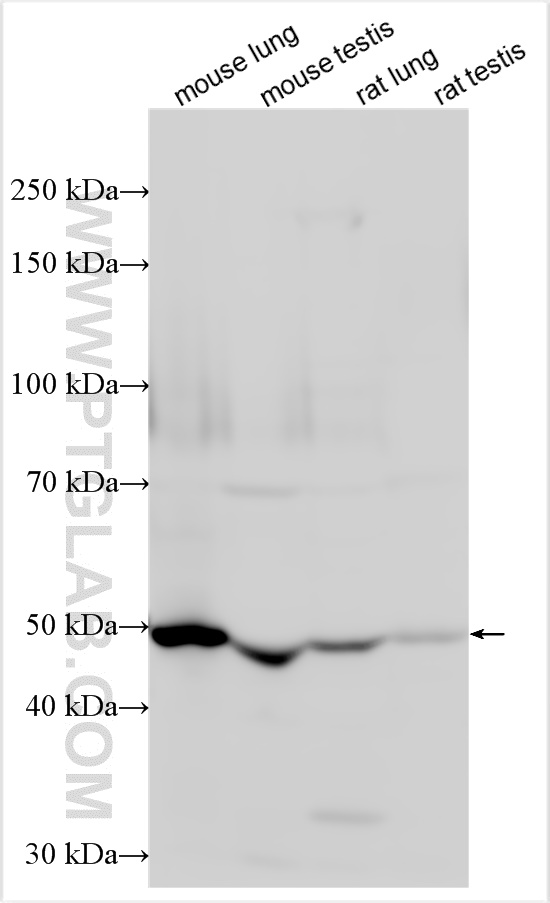 WB analysis using 27061-1-AP