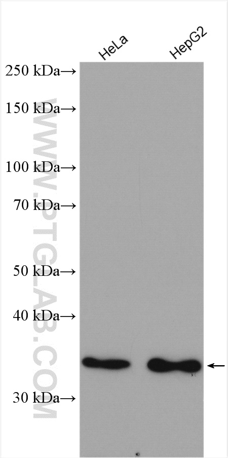 WB analysis using 13374-1-AP